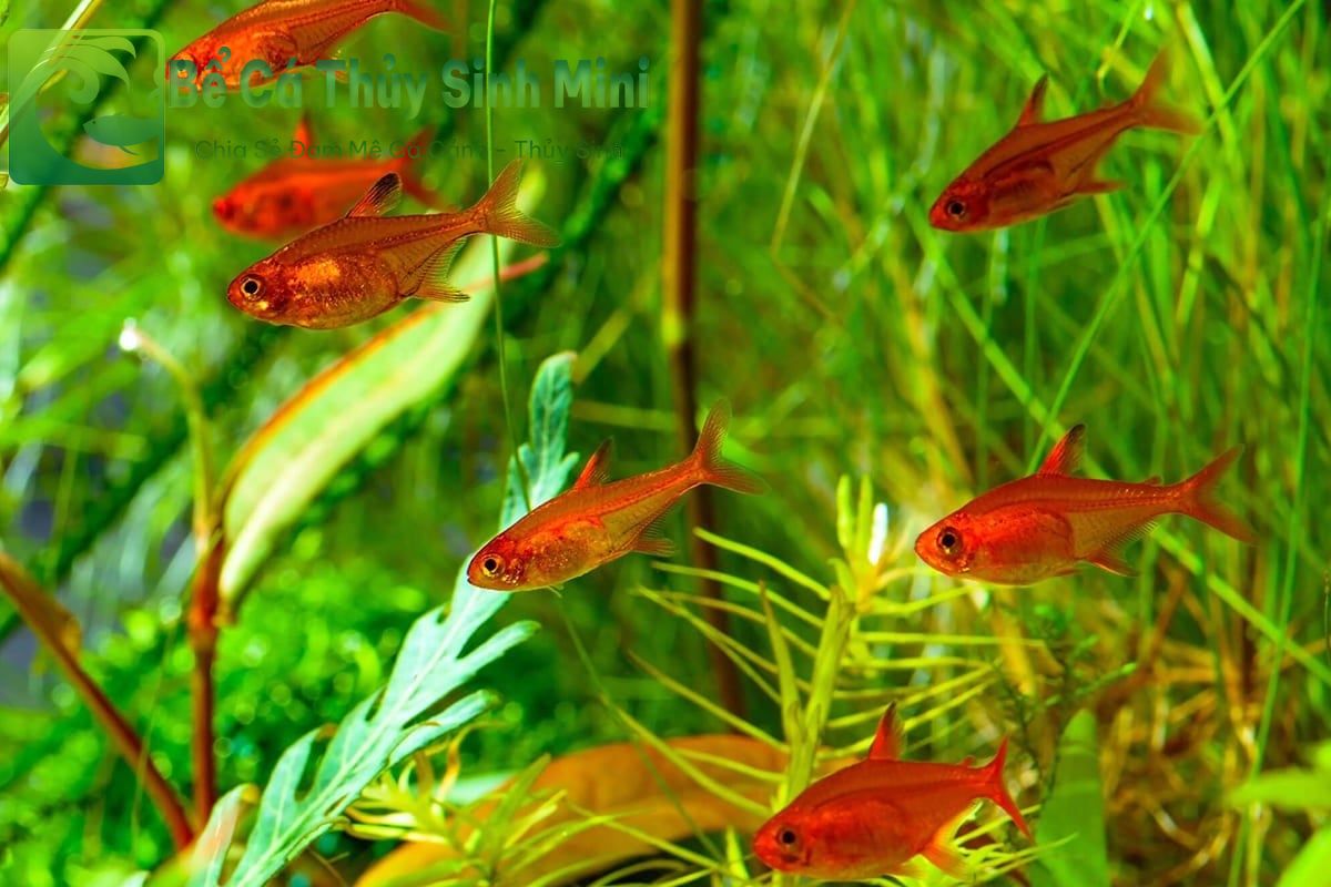 Top 9 loại cá cảnh nhỏ đẹp dễ nuôi, cá cảnh nhỏ, cá cảnh nhỏ đẹp dễ nuôi, cá cảnh nhỏ bơi theo đàn, cá cảnh nhỏ ăn gì, cá cảnh nhỏ sống lâu, cá cảnh nhỏ sống khỏe, cá cảnh nhỏ dễ nuôi, cá cảnh nhỏ không cần oxy, cá cảnh nhỏ màu đỏ, các loại cá cảnh nhỏ, cá cảnh nhỏ đẹp, thức ăn cho cá cảnh nhỏ, bể cá mini