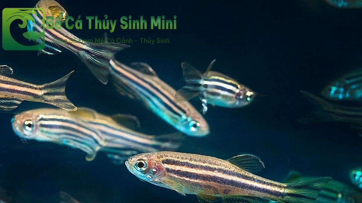 Top 9 loại cá cảnh nhỏ đẹp dễ nuôi, cá cảnh nhỏ, cá cảnh nhỏ đẹp dễ nuôi, cá cảnh nhỏ bơi theo đàn, cá cảnh nhỏ ăn gì, cá cảnh nhỏ sống lâu, cá cảnh nhỏ sống khỏe, cá cảnh nhỏ dễ nuôi, cá cảnh nhỏ không cần oxy, cá cảnh nhỏ màu đỏ, các loại cá cảnh nhỏ, cá cảnh nhỏ đẹp, thức ăn cho cá cảnh nhỏ, bể cá mini