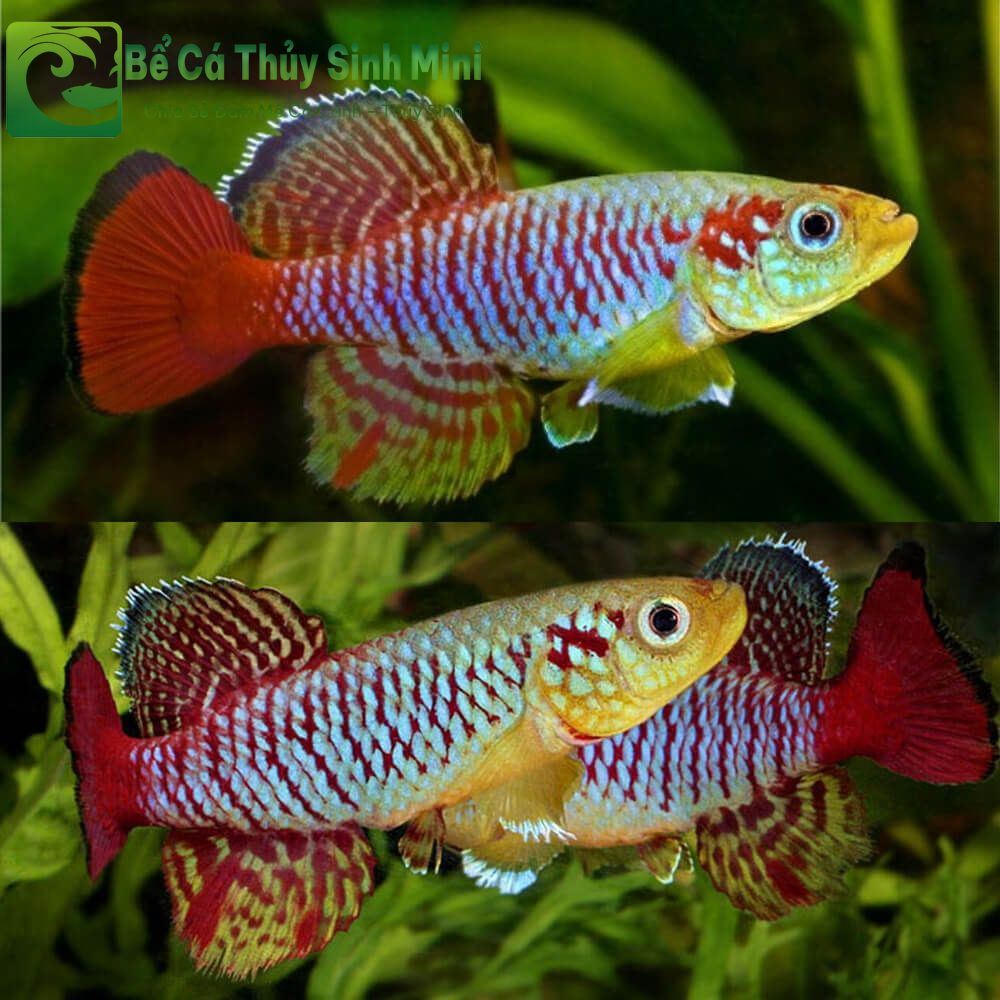 Top 9 loại cá cảnh nhỏ đẹp dễ nuôi, cá cảnh nhỏ, cá cảnh nhỏ đẹp dễ nuôi, cá cảnh nhỏ bơi theo đàn, cá cảnh nhỏ ăn gì, cá cảnh nhỏ sống lâu, cá cảnh nhỏ sống khỏe, cá cảnh nhỏ dễ nuôi, cá cảnh nhỏ không cần oxy, cá cảnh nhỏ màu đỏ, các loại cá cảnh nhỏ, cá cảnh nhỏ đẹp, thức ăn cho cá cảnh nhỏ, bể cá mini