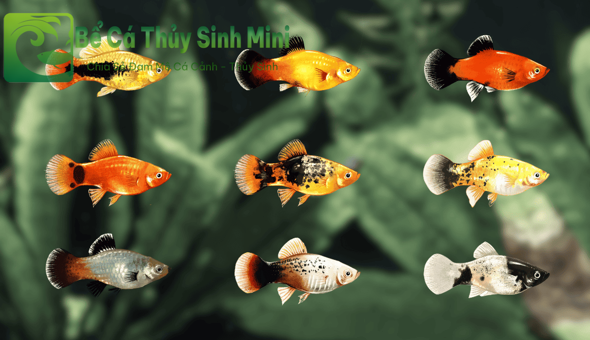 Top 9 loại cá cảnh nhỏ đẹp dễ nuôi, cá cảnh nhỏ, cá cảnh nhỏ đẹp dễ nuôi, cá cảnh nhỏ bơi theo đàn, cá cảnh nhỏ ăn gì, cá cảnh nhỏ sống lâu, cá cảnh nhỏ sống khỏe, cá cảnh nhỏ dễ nuôi, cá cảnh nhỏ không cần oxy, cá cảnh nhỏ màu đỏ, các loại cá cảnh nhỏ, cá cảnh nhỏ đẹp, thức ăn cho cá cảnh nhỏ, bể cá mini