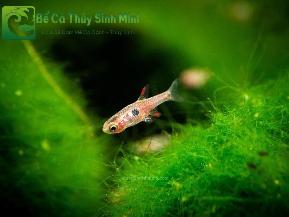 Top 9 loại cá cảnh nhỏ đẹp dễ nuôi, cá cảnh nhỏ, cá cảnh nhỏ đẹp dễ nuôi, cá cảnh nhỏ bơi theo đàn, cá cảnh nhỏ ăn gì, cá cảnh nhỏ sống lâu, cá cảnh nhỏ sống khỏe, cá cảnh nhỏ dễ nuôi, cá cảnh nhỏ không cần oxy, cá cảnh nhỏ màu đỏ, các loại cá cảnh nhỏ, cá cảnh nhỏ đẹp, thức ăn cho cá cảnh nhỏ, bể cá mini