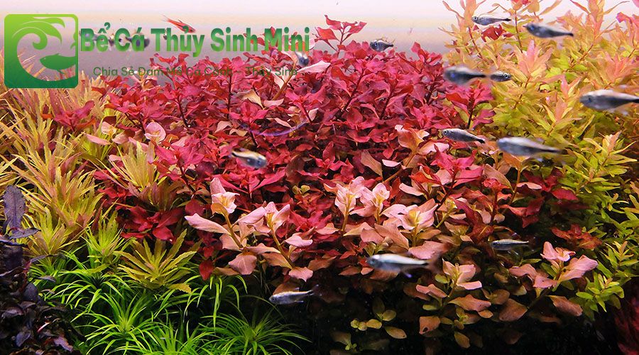Các loại cây thủy sinh màu đỏ phổ biến dễ trồng, cây thủy sinh màu đỏ, cây thủy sinh lá đỏ