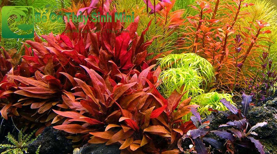 Các loại cây thủy sinh màu đỏ phổ biến dễ trồng, cây thủy sinh màu đỏ, cây thủy sinh lá đỏ