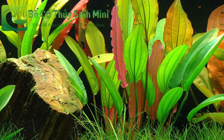 Các loại cây thủy sinh màu đỏ phổ biến dễ trồng, cây thủy sinh màu đỏ, cây thủy sinh lá đỏ
