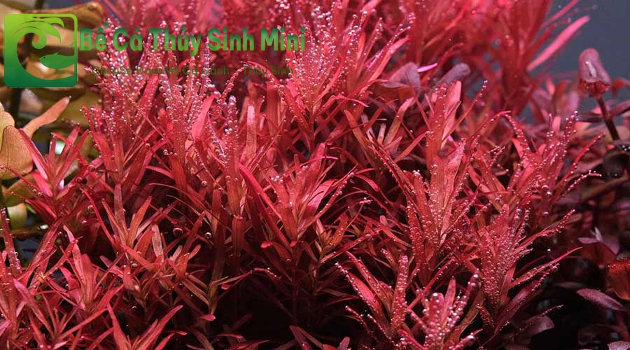 Các loại cây thủy sinh màu đỏ phổ biến dễ trồng, cây thủy sinh màu đỏ, cây thủy sinh lá đỏ