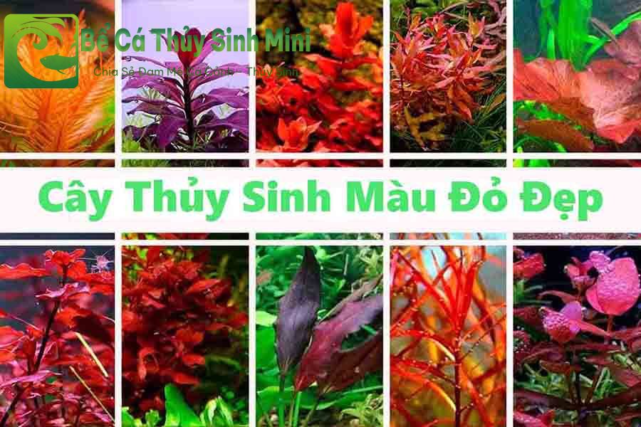 Các loại cây thủy sinh màu đỏ phổ biến dễ trồng, cây thủy sinh màu đỏ, cây thủy sinh lá đỏ