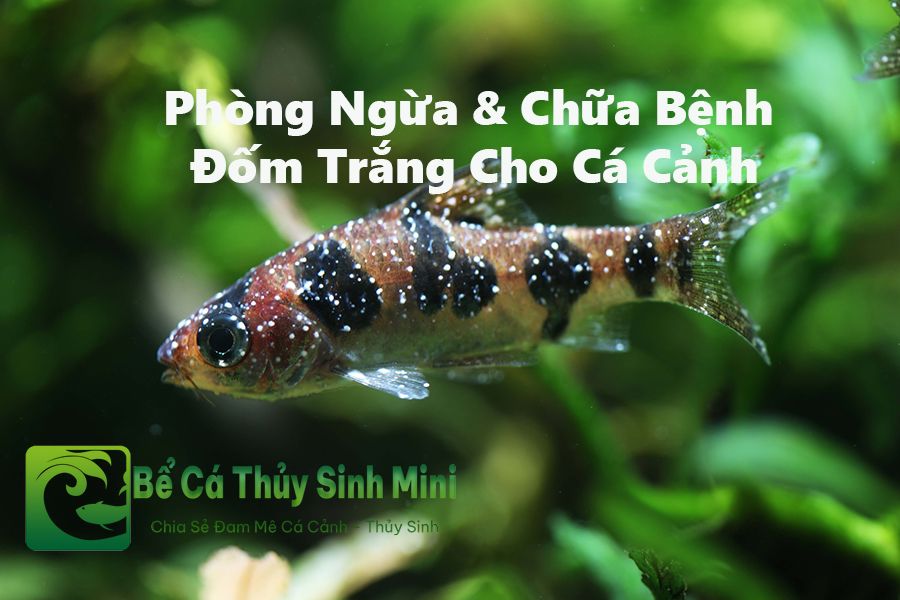 Cách phòng ngừa và chữa bệnh đốm trắng cho cá cảnh 2