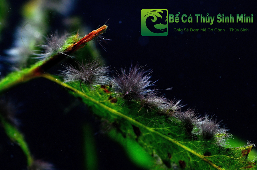 Hướng dẫn diệt rêu chùm đen trong bể thủy sinh 2 Hướng dẫn diệt rêu chùm đen trong bể thủy sinh,rêu chùm đen, diệt rêu chùm đen, rêu chùm đen thuỷ sinh