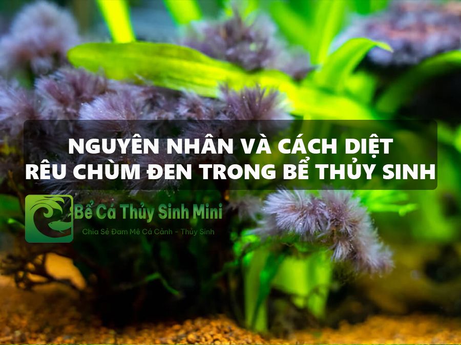 Hướng dẫn diệt rêu chùm đen trong bể thủy sinh 1
