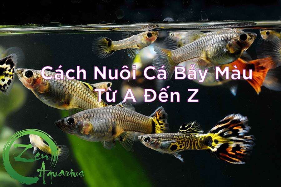 Cách Nuôi Cá Bảy Màu: Hướng Dẫn Từ A Đến Z 14