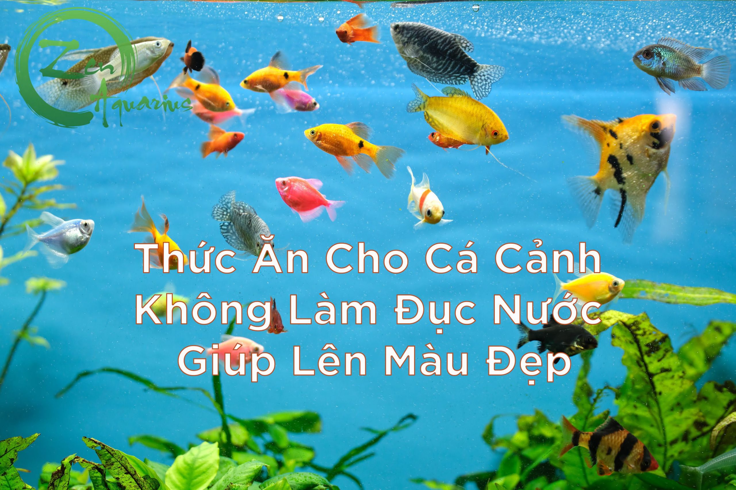 Thức Ăn Cho Cá Cảnh Không Làm Đục Nước Và Giúp Lên Màu Đẹp 6