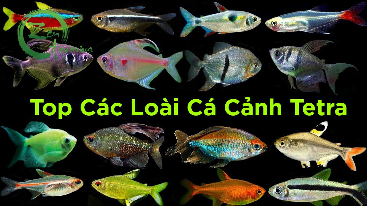 Top 7 Loài Cá Tetra Đẹp Nên Nuôi Trong Bể Thủy Sinh 4